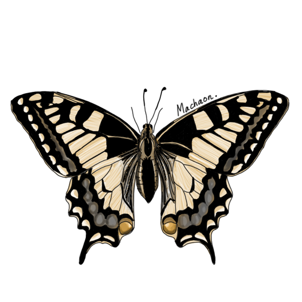 machaon